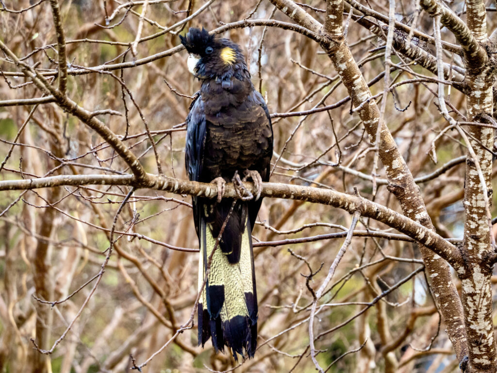 Yellow Tailed Black Cockatoo