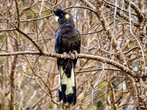 Yellow Tailed Black Cockatoo